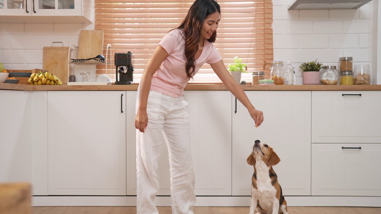 一名亚洲年轻成年女子在厨房里打自己的手臂来训练她的小猎犬碰她的手臂。视频素材