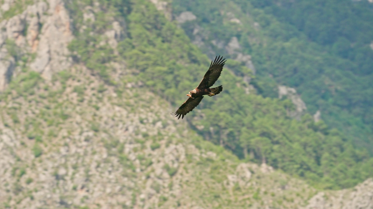 金鹰(学名Aquila chrysaetos)带着食物飞翔视频素材