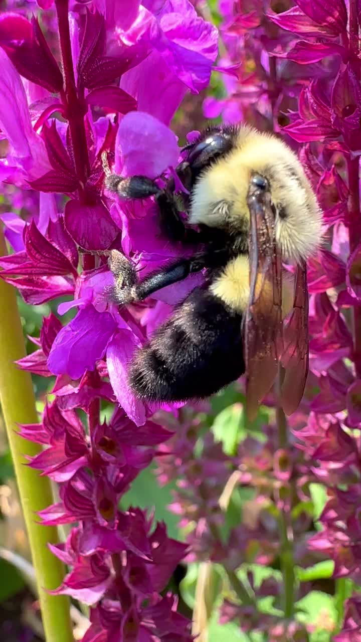 大黄蜂从紫色的花朵上收集花粉视频下载