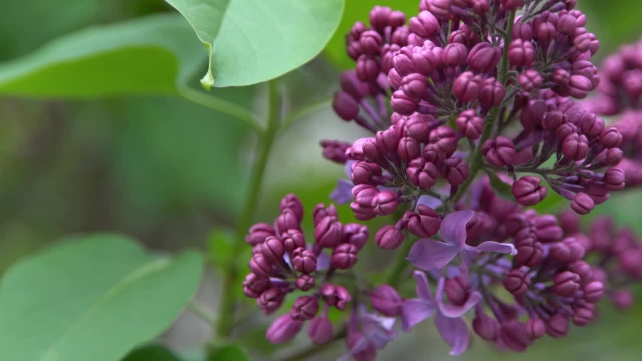 丁香花枝。花的背景，自然的春天。盛开的丁香花。春天的颜色。花瓣。植物区系。审美情绪。视频素材