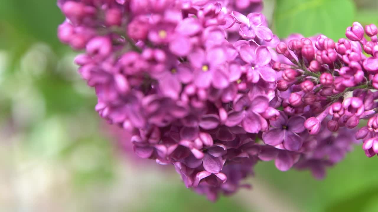 丁香花枝。花的背景，自然的春天。盛开的丁香花。春天的颜色。花瓣。植物区系。审美情绪。视频素材