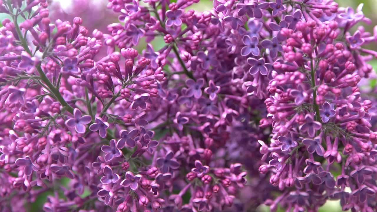 丁香花枝。花的背景，自然的春天。盛开的丁香花。春天的颜色。花瓣。植物区系。审美情绪。视频素材