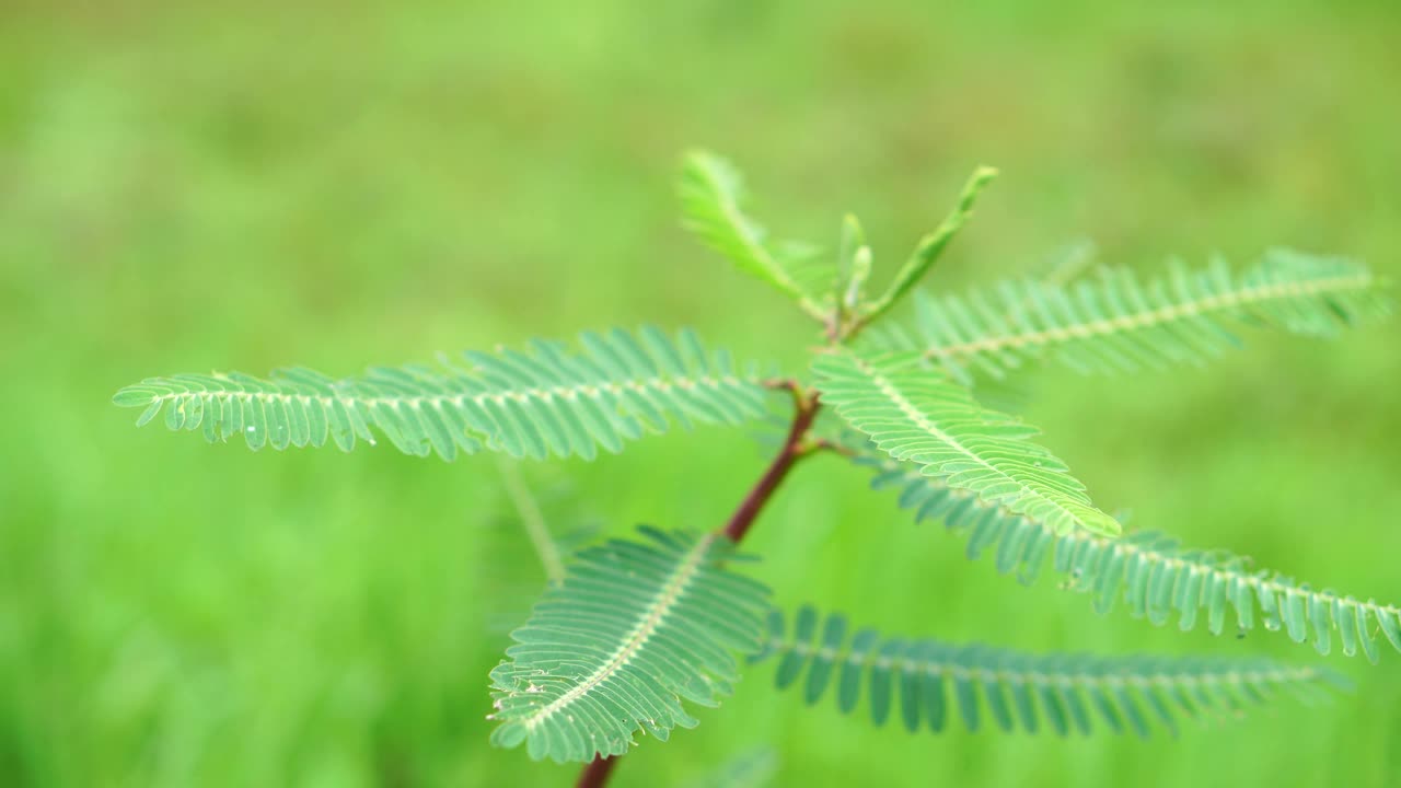 叶片特写视频素材