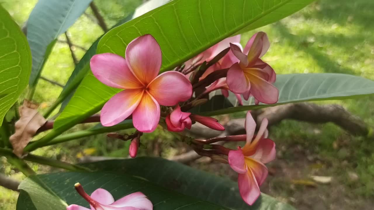 鸡蛋花花视频素材