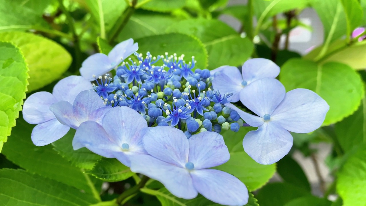 这时正是绣球花开花的季节视频素材