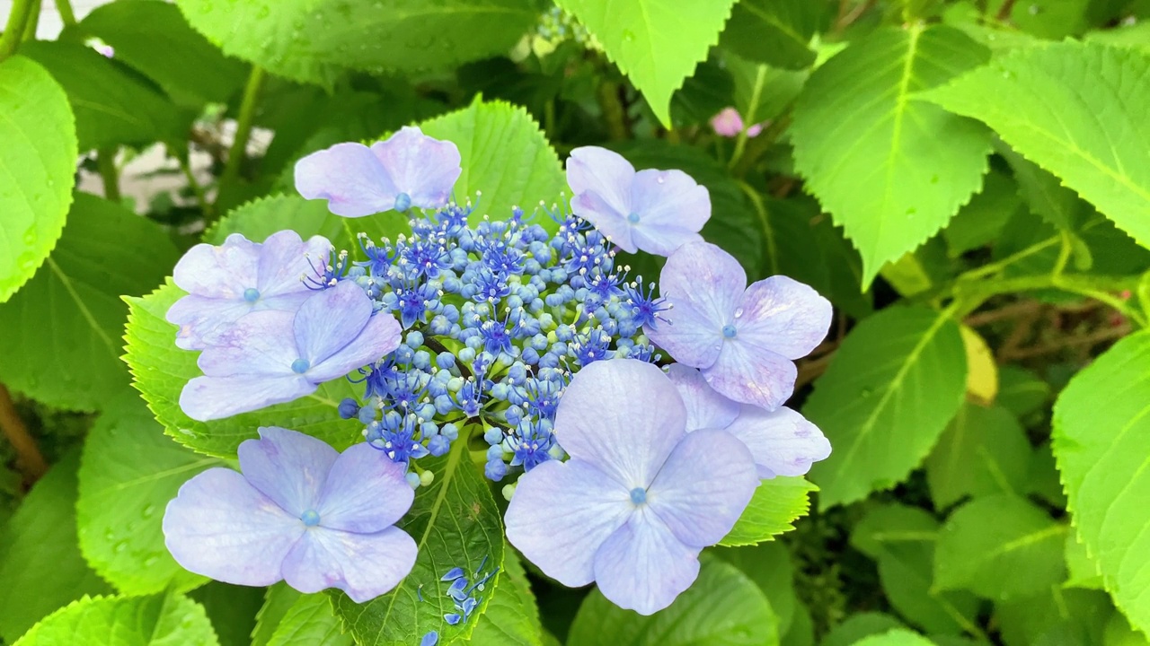 这时正是绣球花开花的季节视频素材