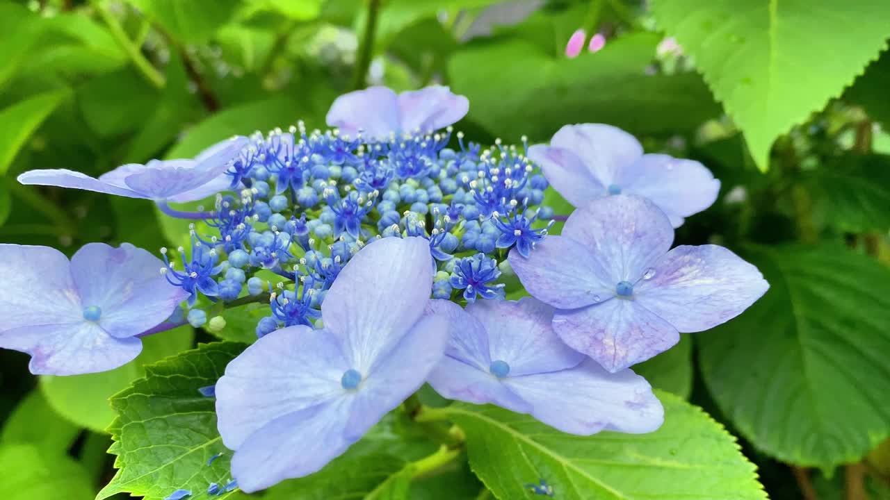 这时正是绣球花开花的季节视频素材