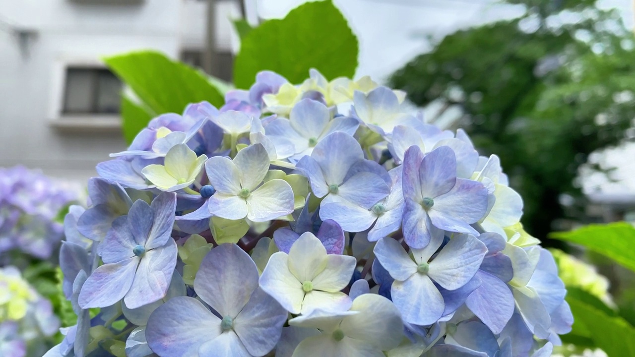 这时正是绣球花开花的季节视频素材