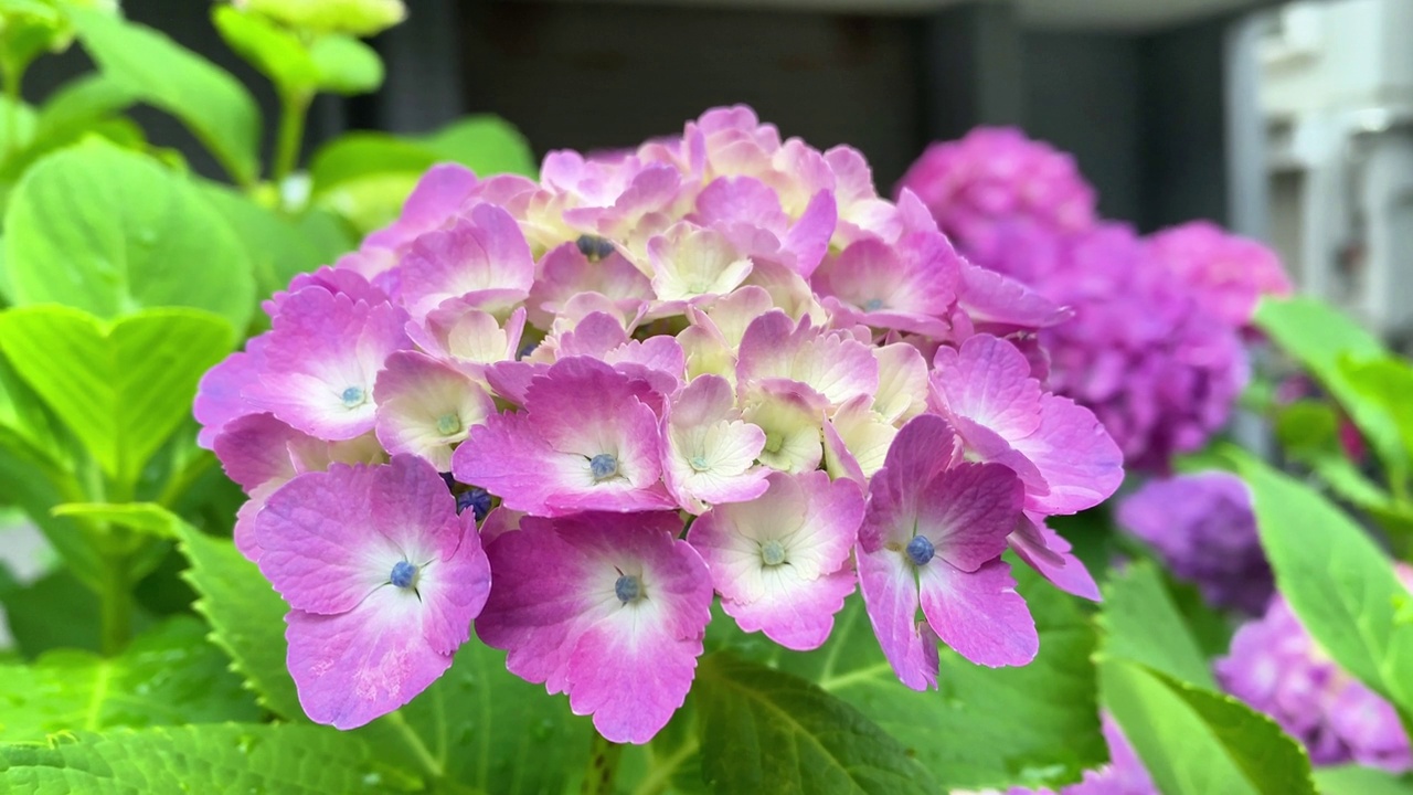 这时正是绣球花开花的季节视频素材