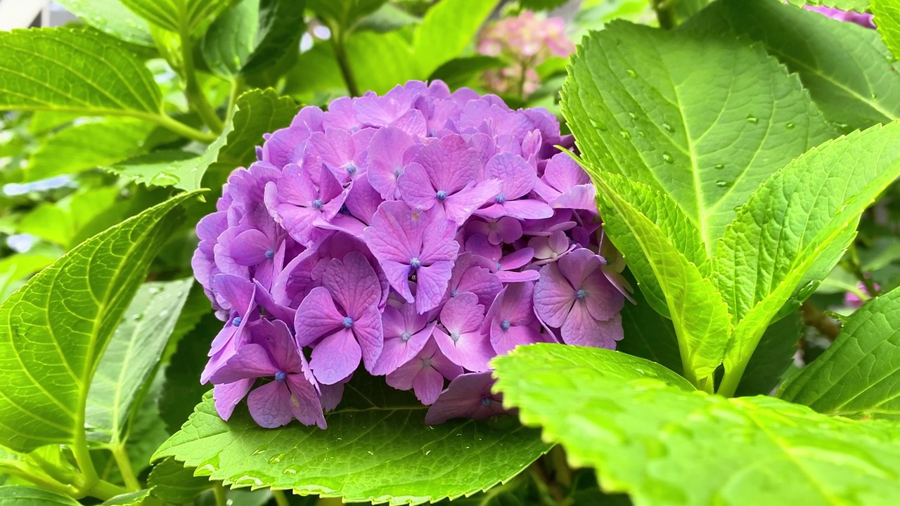 这时正是绣球花开花的季节视频素材