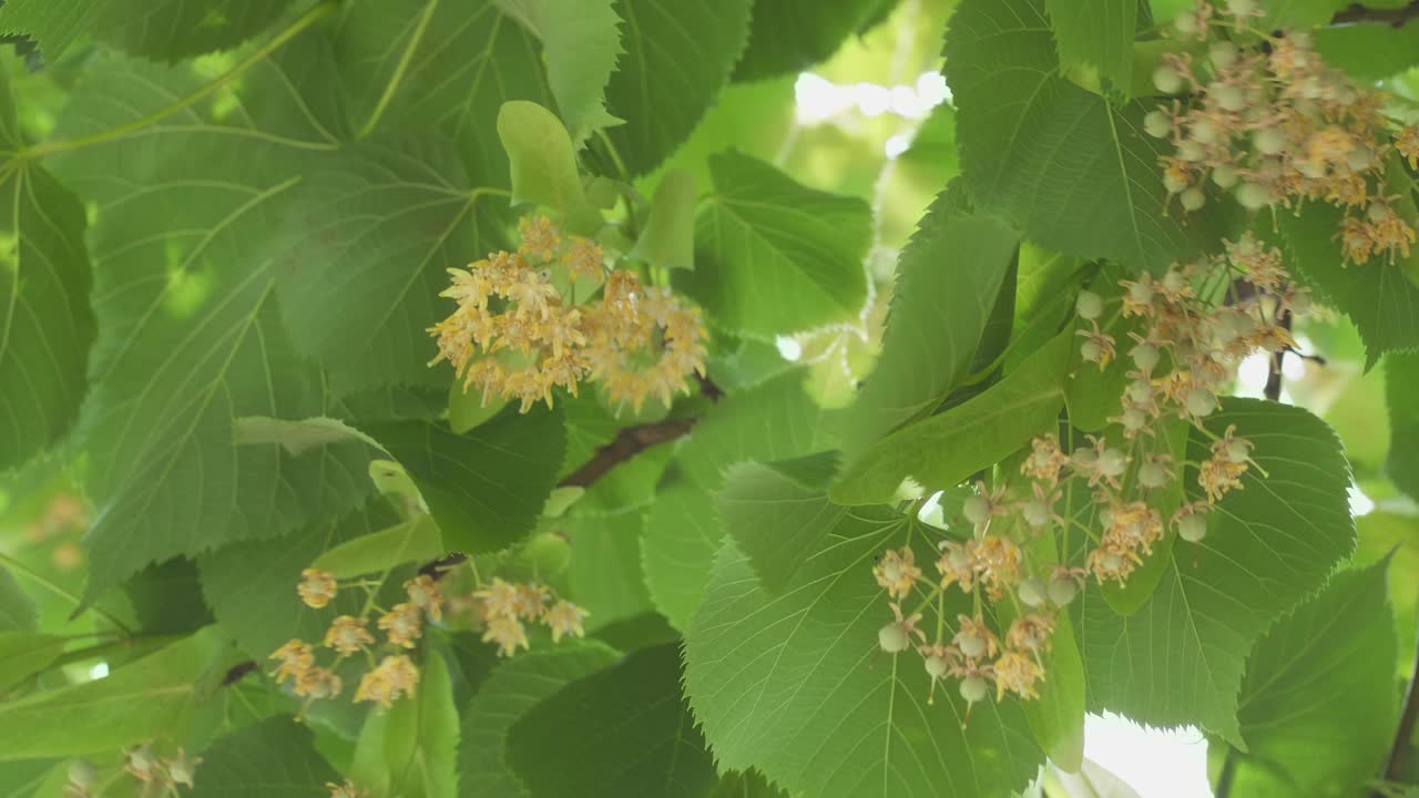 盛开的菩提树在六月晴朗的一天，菩提树花-近距离拍摄。视频素材