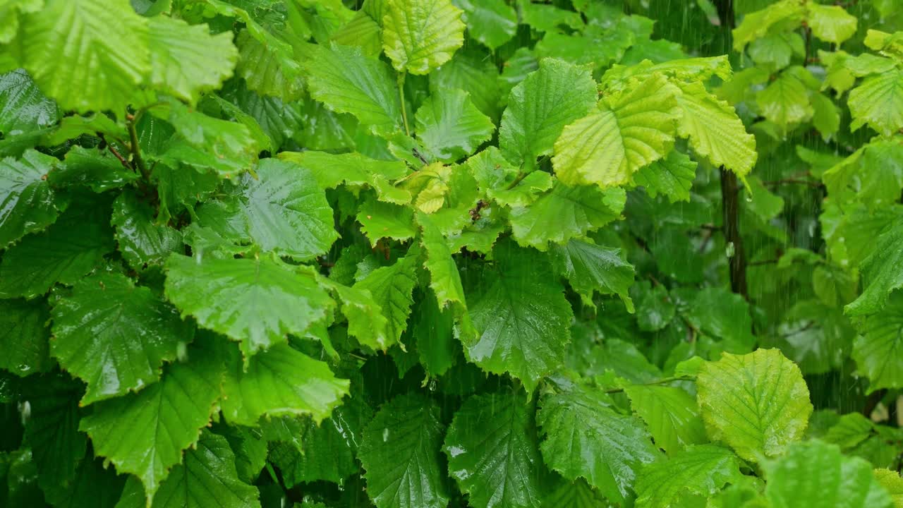 雨落在榛子的叶子上视频素材