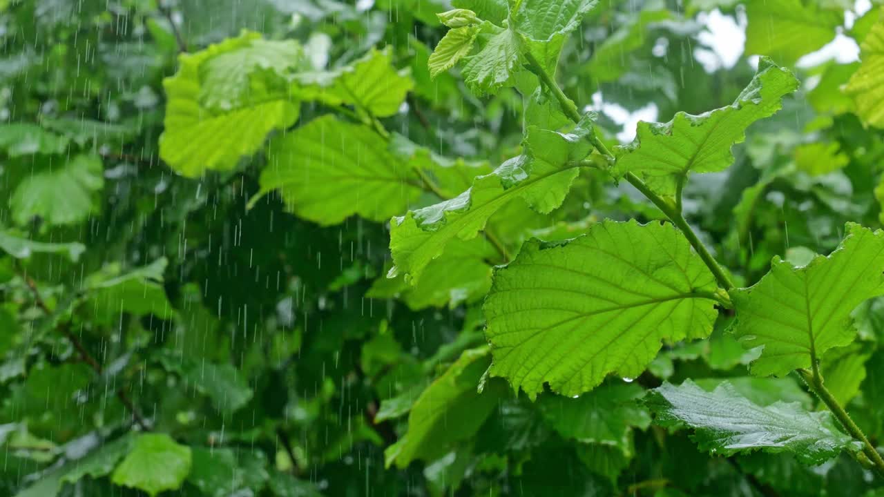 雨落在榛子的叶子上视频素材