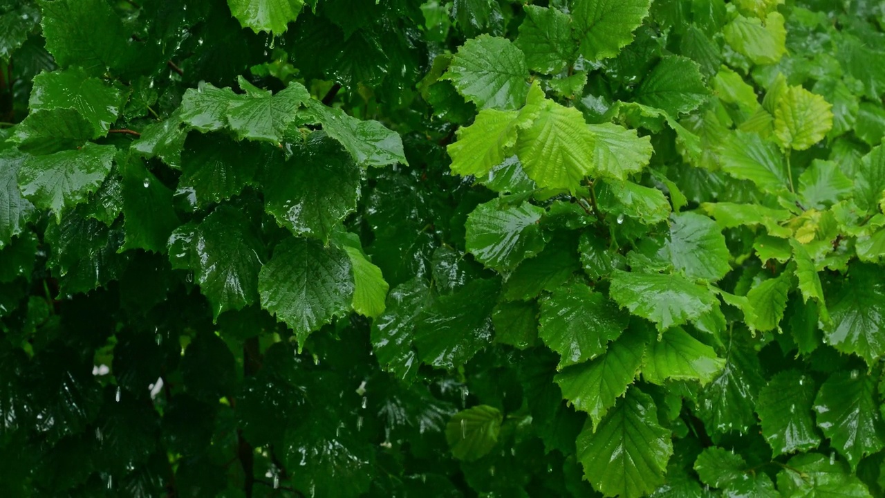 雨落在榛子的叶子上视频素材