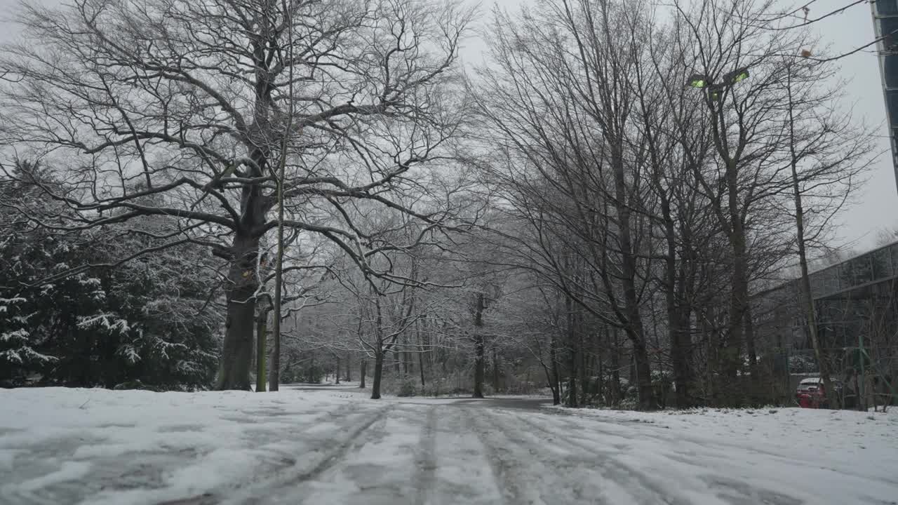 森林公园的冬雪，死树的隧道视频素材