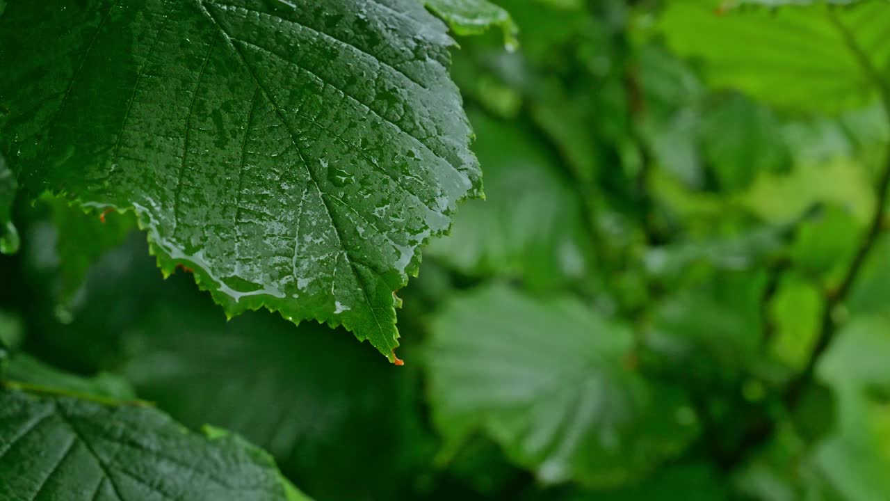 雨落在榛子的叶子上视频素材