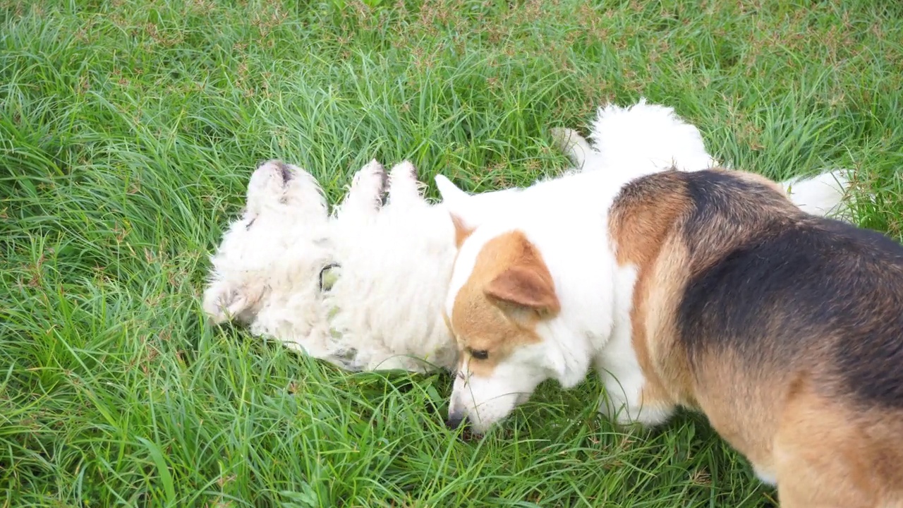 狗在草地上玩耍。威尔士柯基犬和白狗视频素材