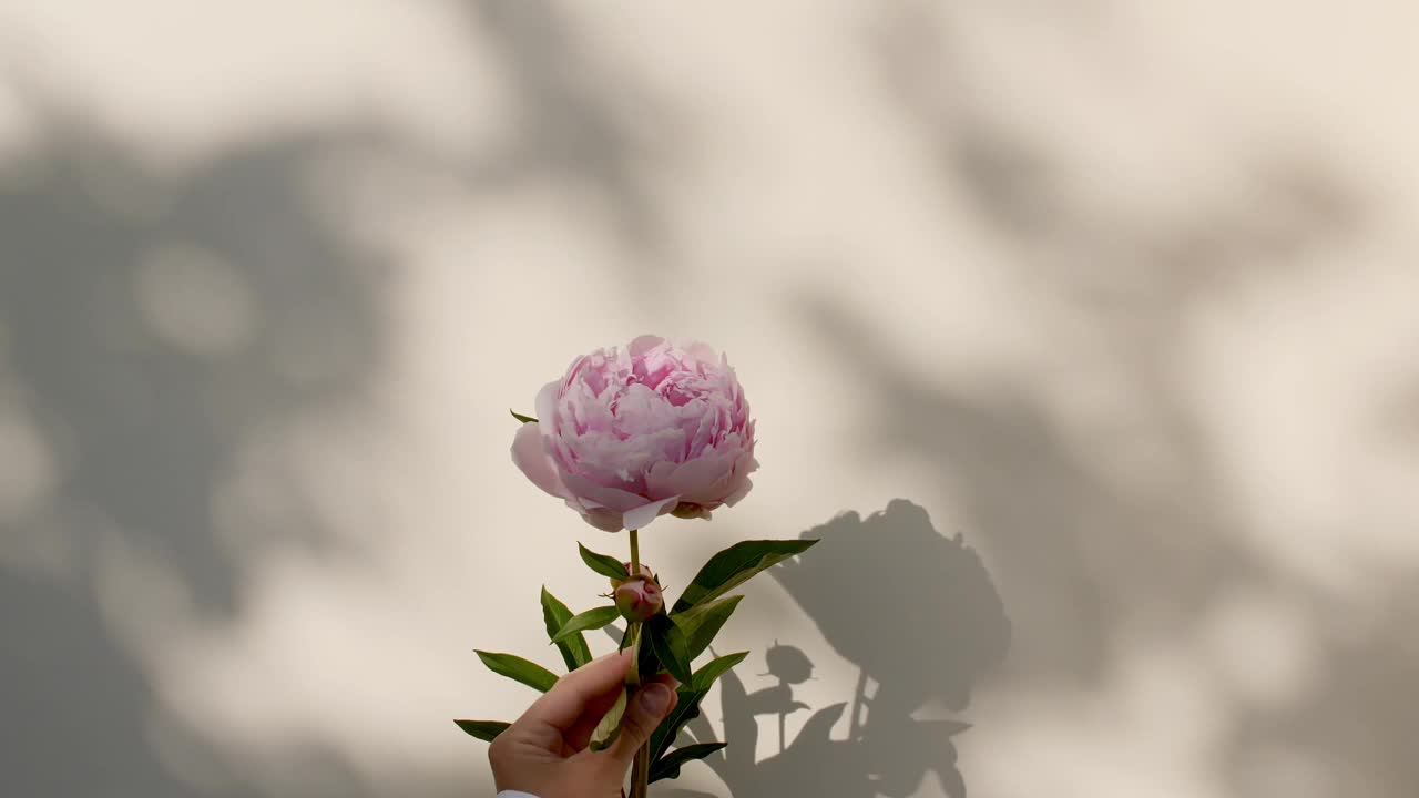 女孩手里拿着一朵牡丹花。牡丹叶子上的光影。透明柔和的光影在墙上。文本空间。产品展示，广告模型。视频素材