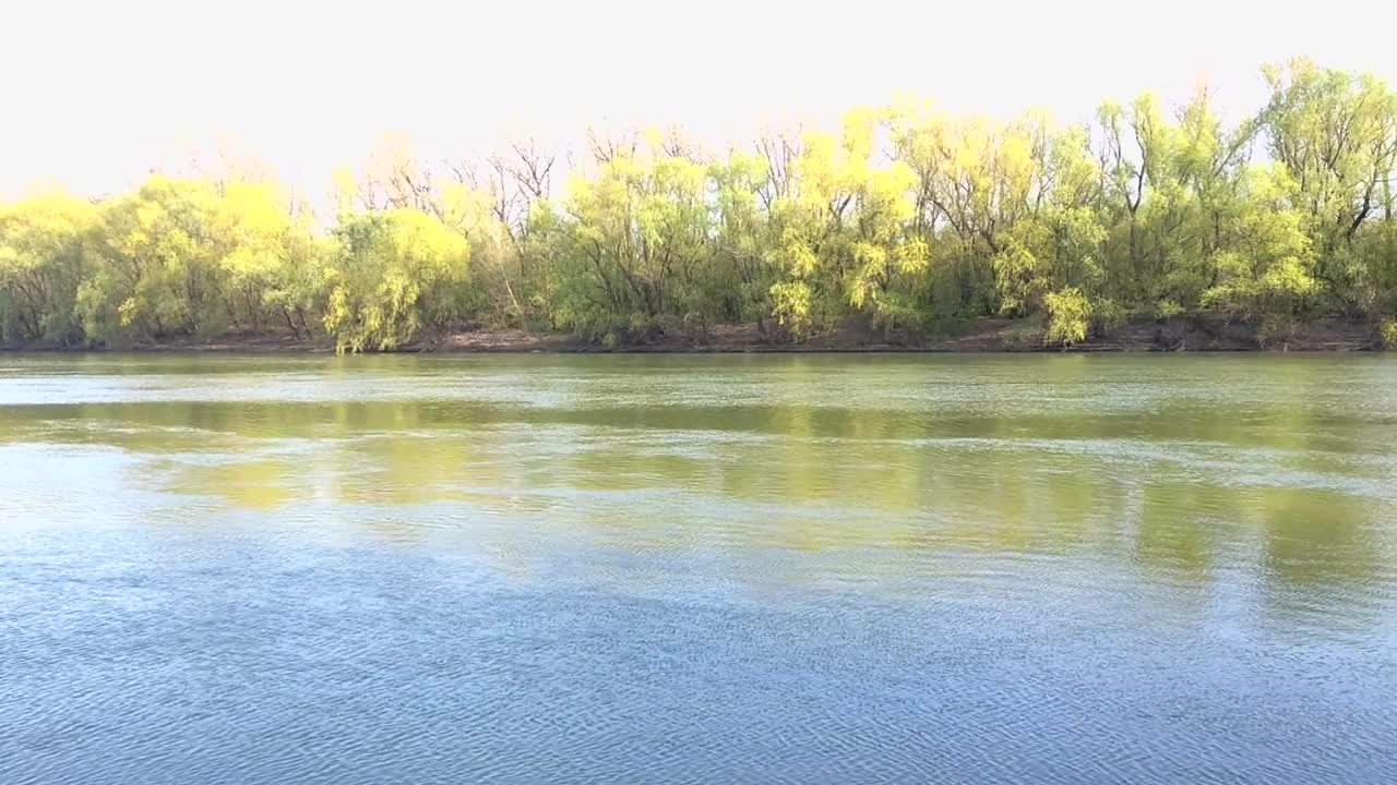 平静的河水沿着春林的河岸流淌视频素材