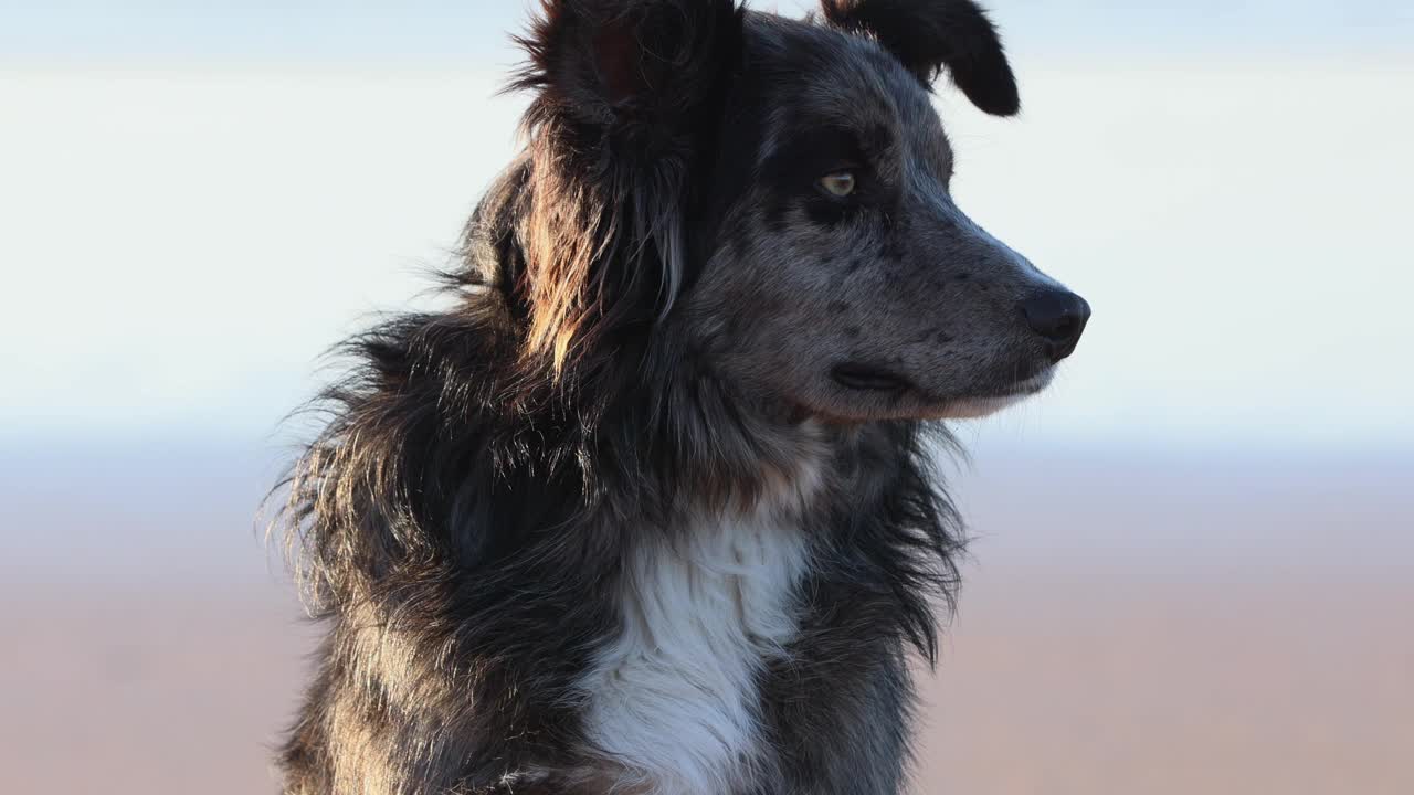 户外山鸟色边境牧羊犬的美丽慢动作特写视频素材