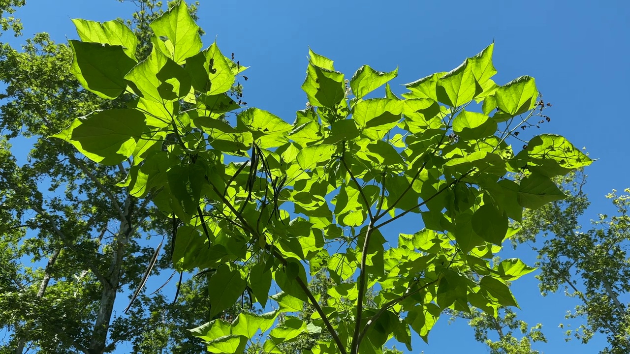 树叶和天空的背景视频素材