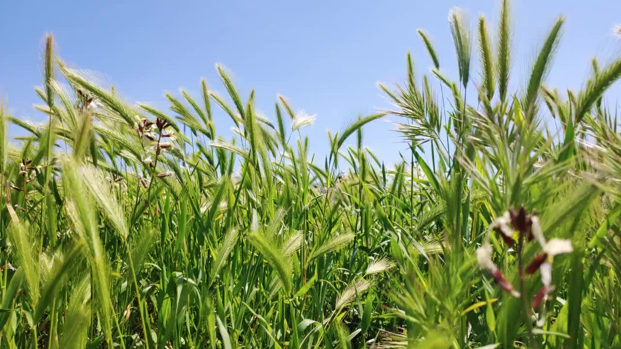 未成熟的青小麦，前景中随风摇曳的黑麦，由这种至关重要的原料制成的面包，由白天没有人视频素材