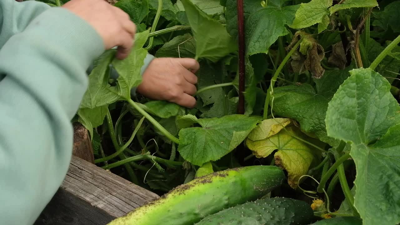 一位上了年纪的园丁在她的花园里收集黄瓜。家居、菜园子。视频素材