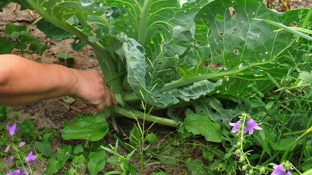 资深女园丁撕扯被昆虫吃掉的无用卷心菜叶子。爱护菜园菜园菜园。视频素材