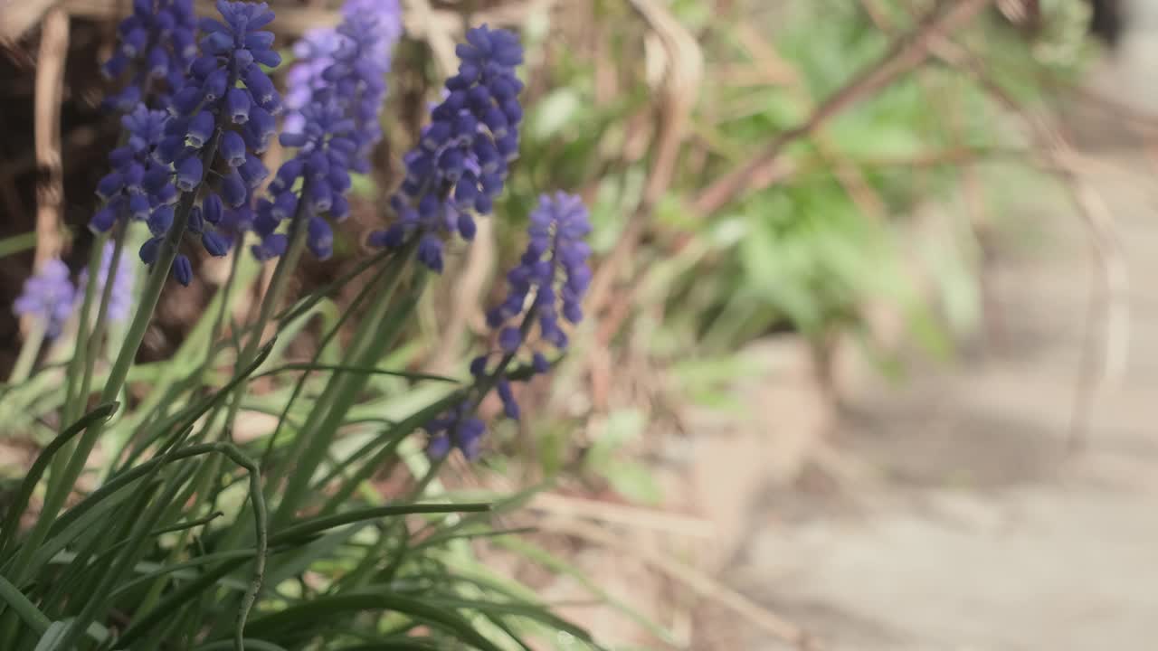 葡萄风信子或麝香草植物。春暖花开。视频素材