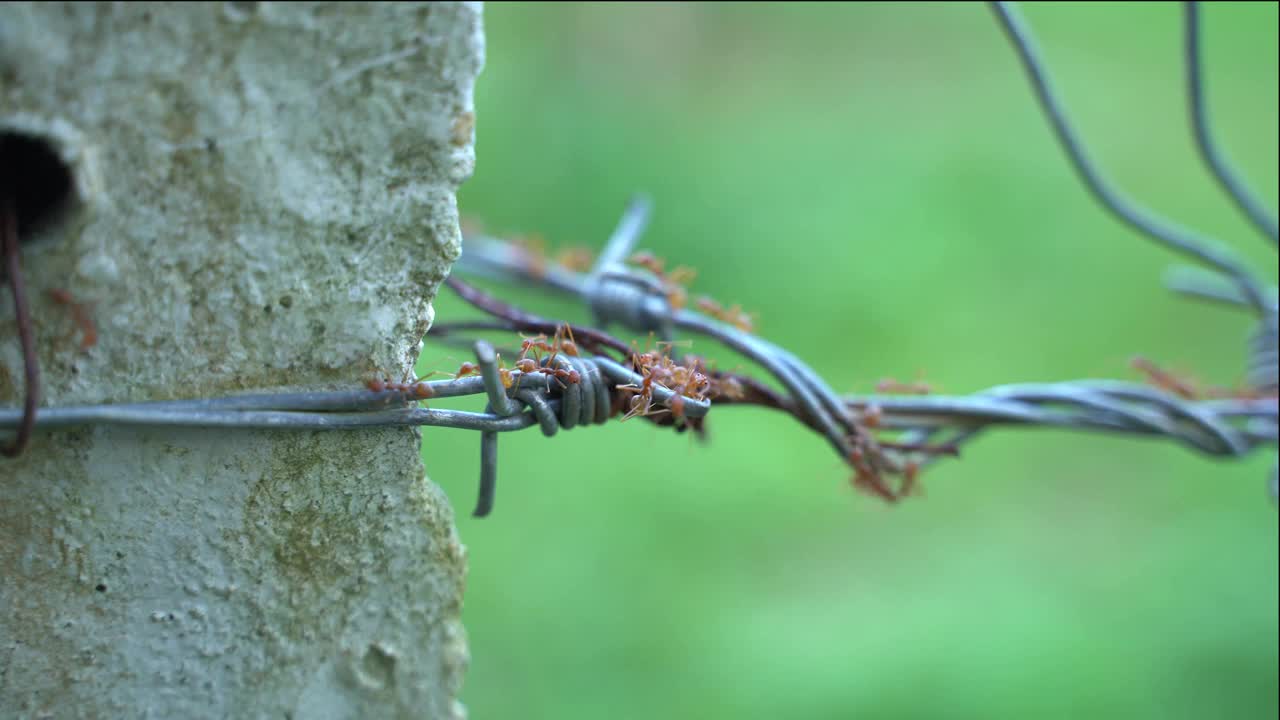 红蚂蚁视频素材