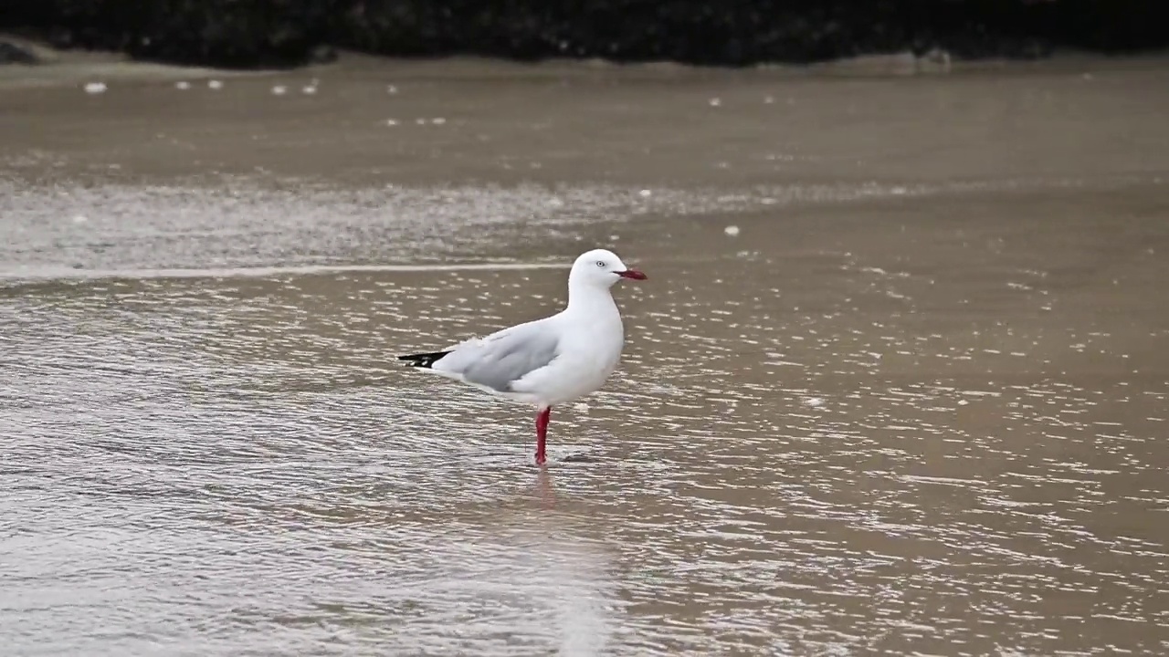 银鸥(学名:Chroicocephalus novaehollandae)视频素材