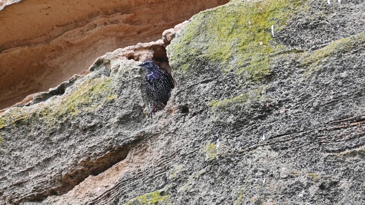 普通椋鸟(Sturnus vulgaris)视频素材