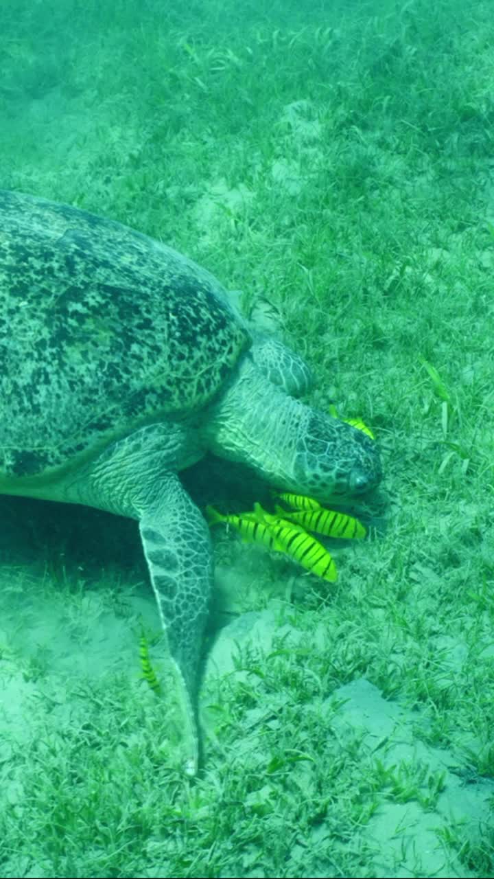 绿海龟与一群金银鱼在海草床上吃草视频素材