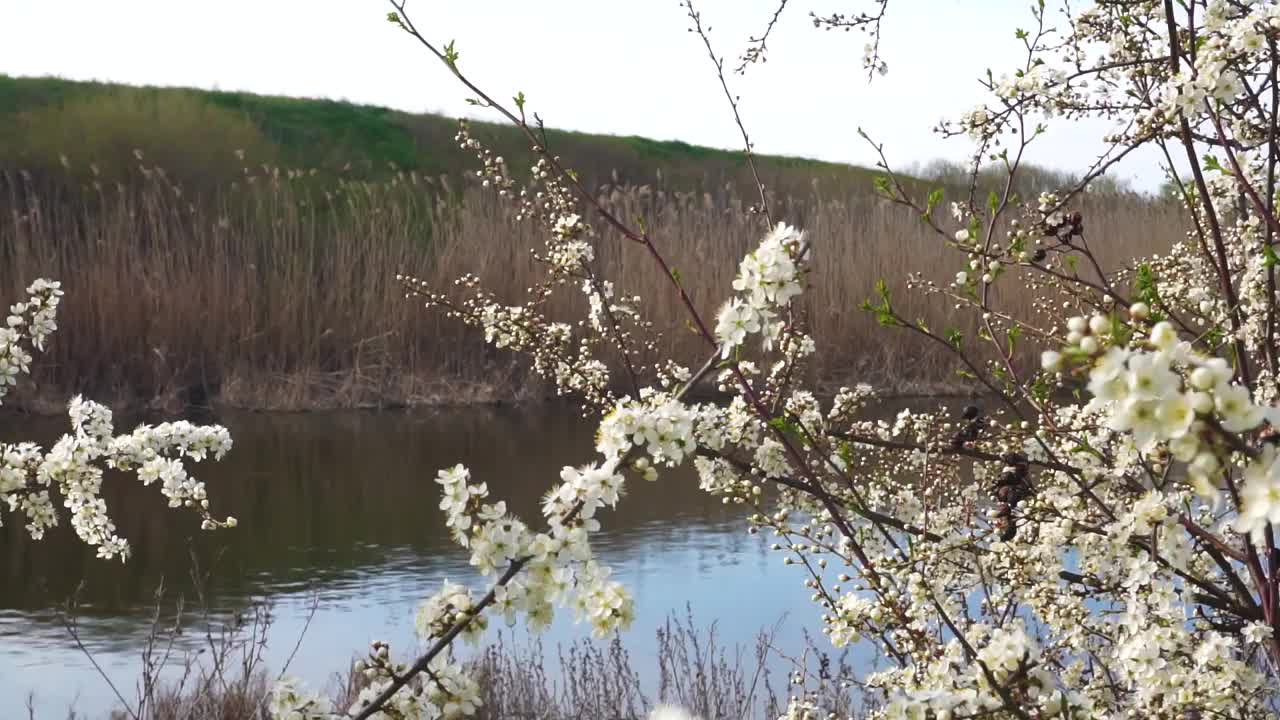 花视频素材