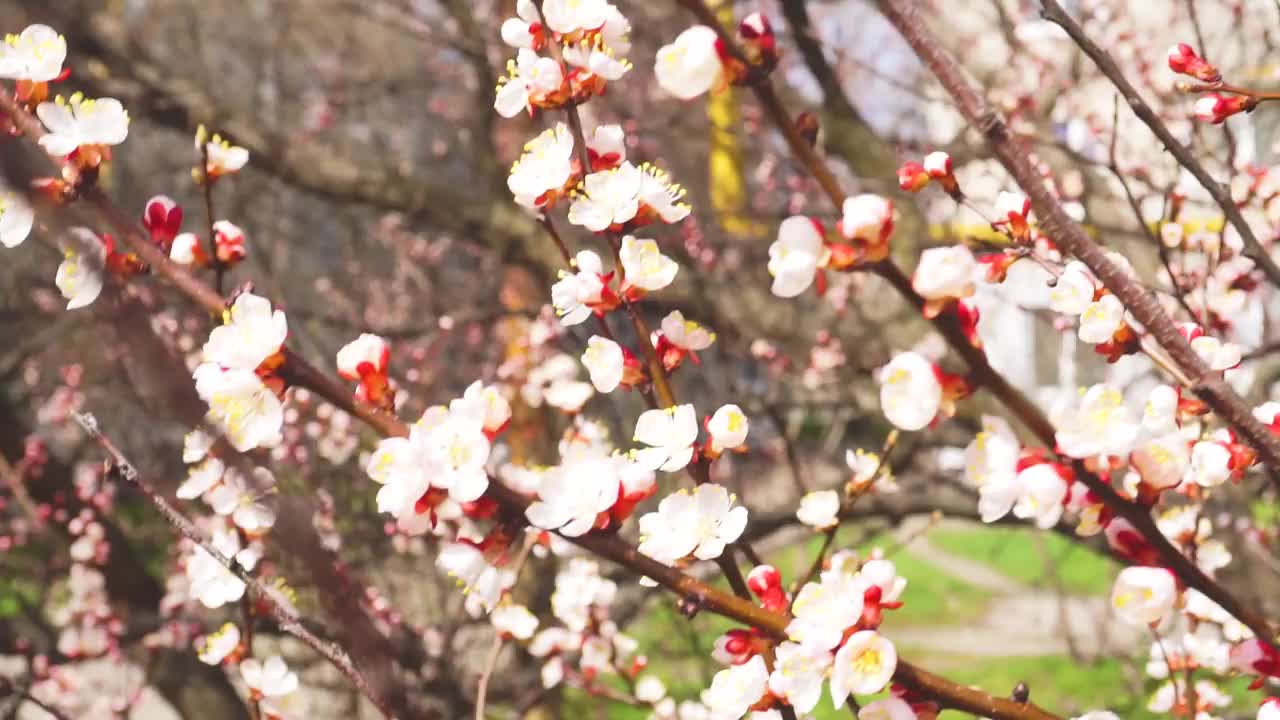 花视频素材