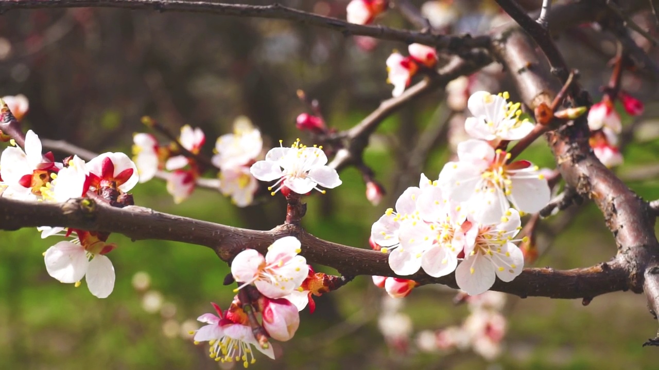 花视频素材