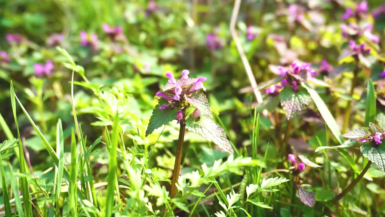 花视频素材