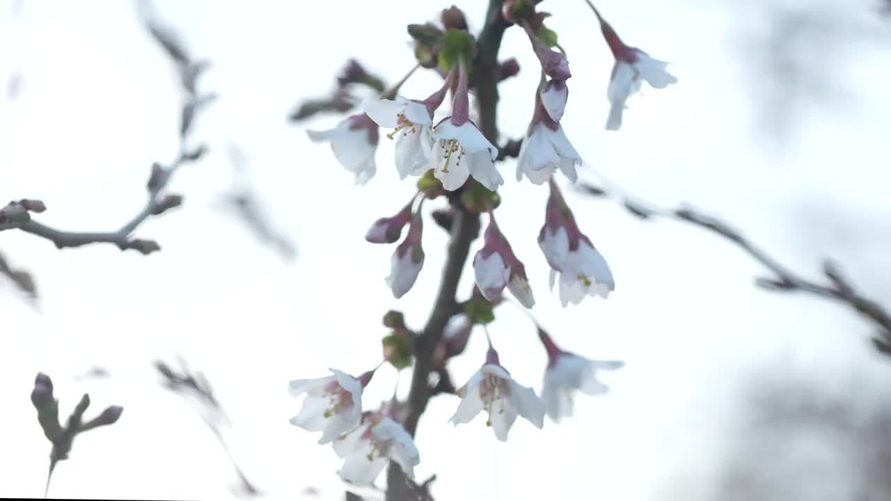 梅花长在树上的特写镜头视频素材