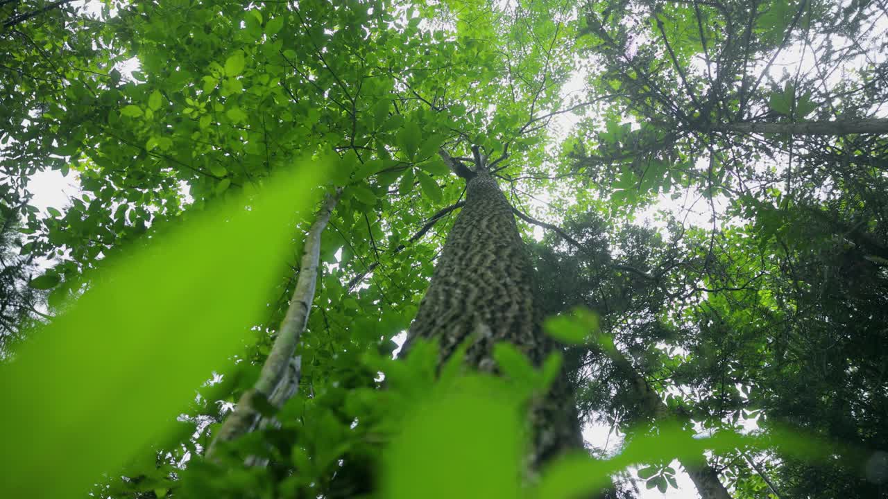 下雨天的树的低角度视图视频素材