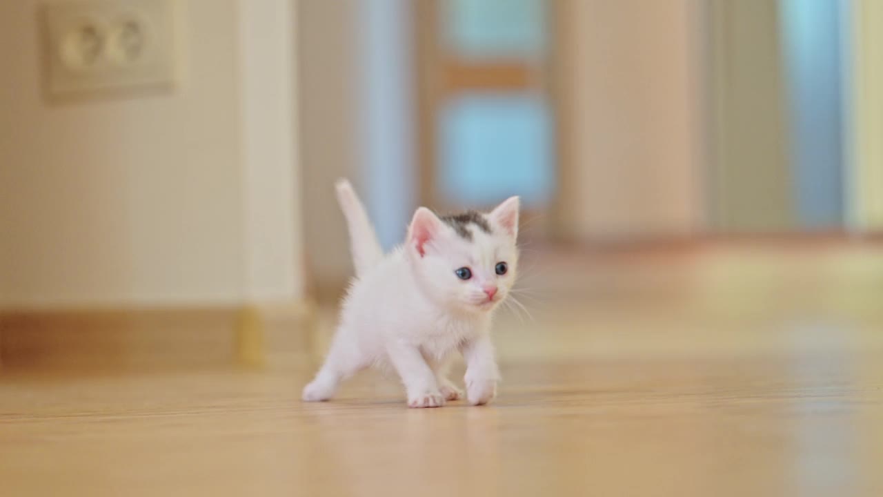 一只可爱的白色小猫喵喵叫着迈出了第一步视频素材