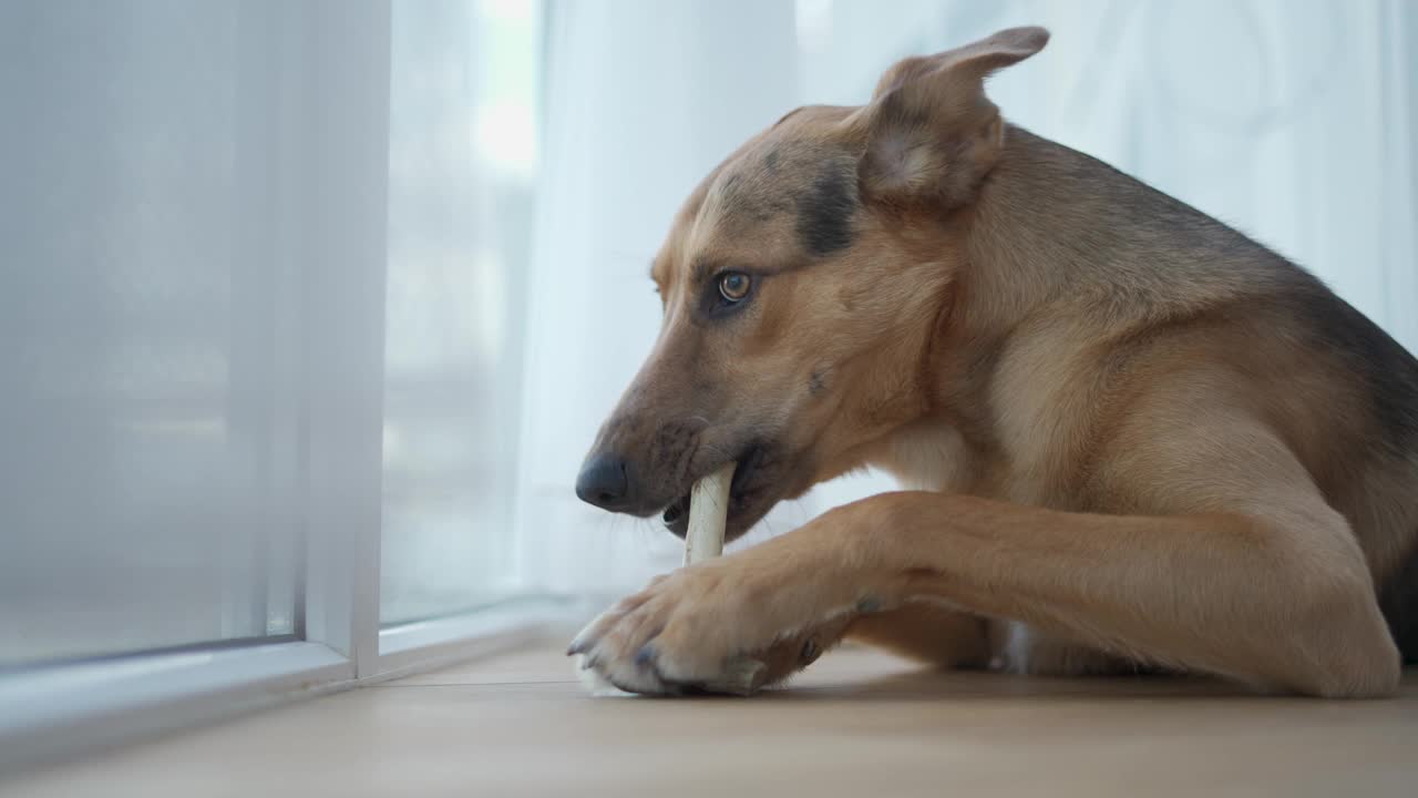 家狗在阳台上啃骨头视频素材