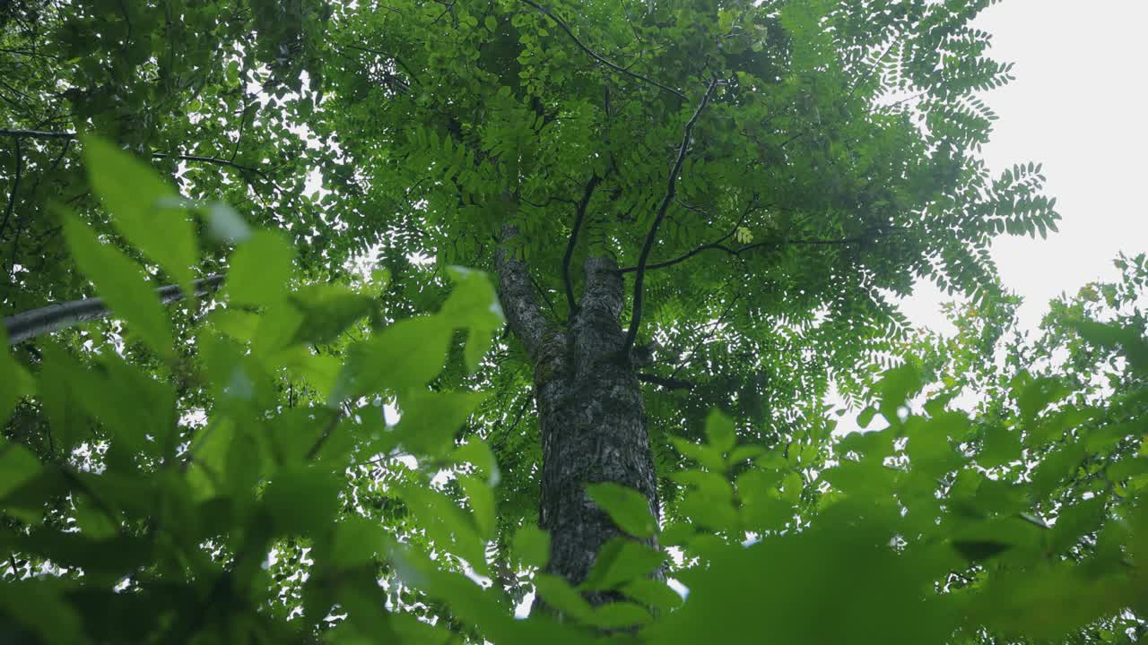 下雨天的树的低角度视图视频素材