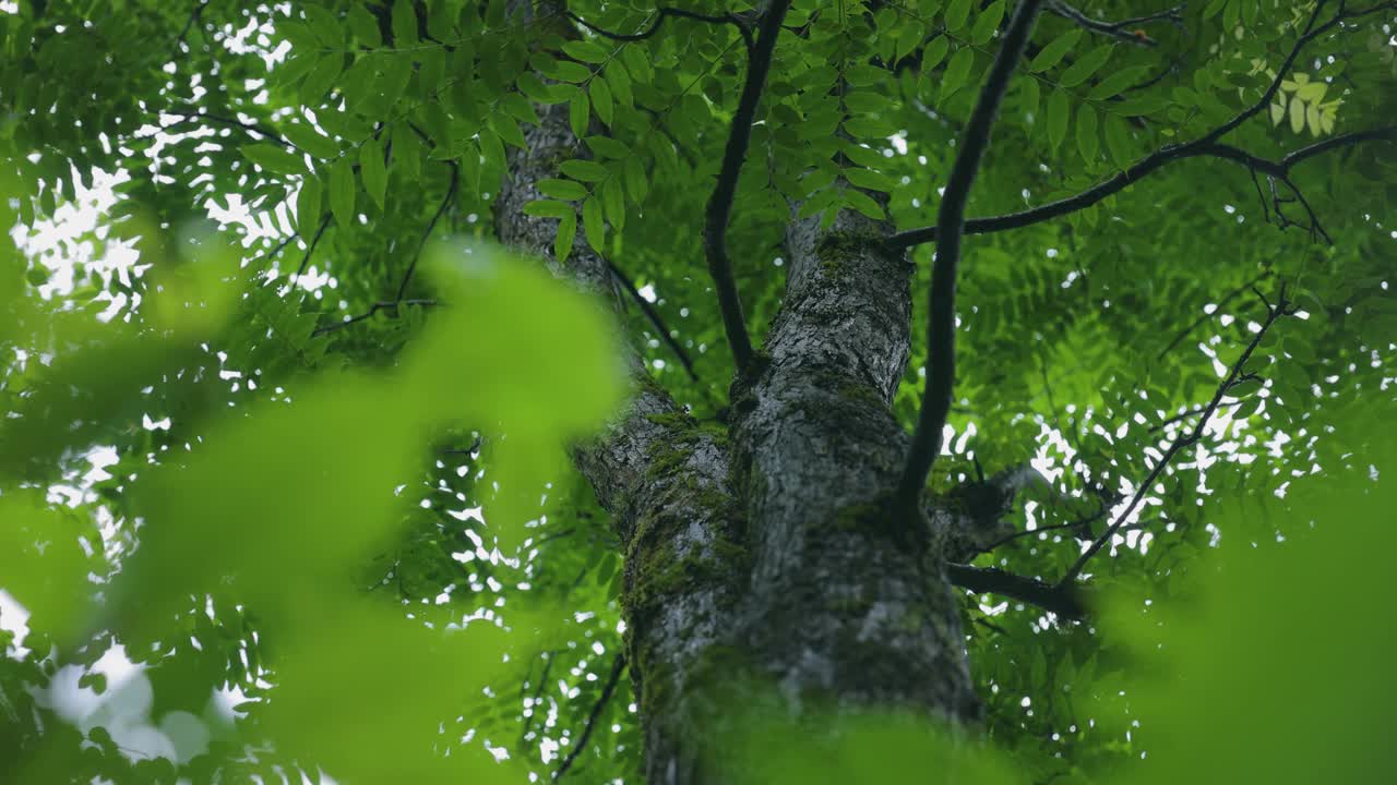 下雨天的树的低角度视图视频素材