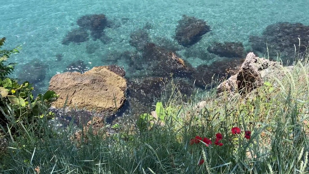 清澈碧蓝的海水，岸边的草和罂粟花。视频素材