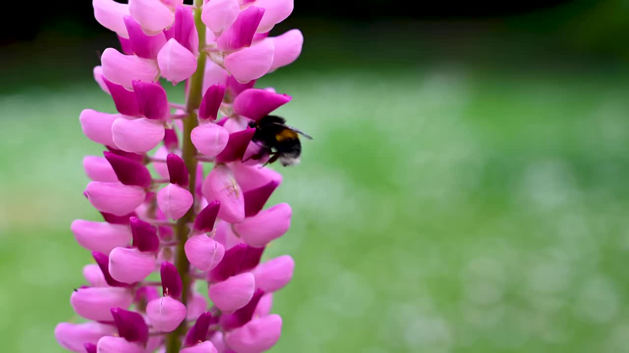 粉红色的羽扇豆花夏天盛开，在花园里阳光明媚。视频素材