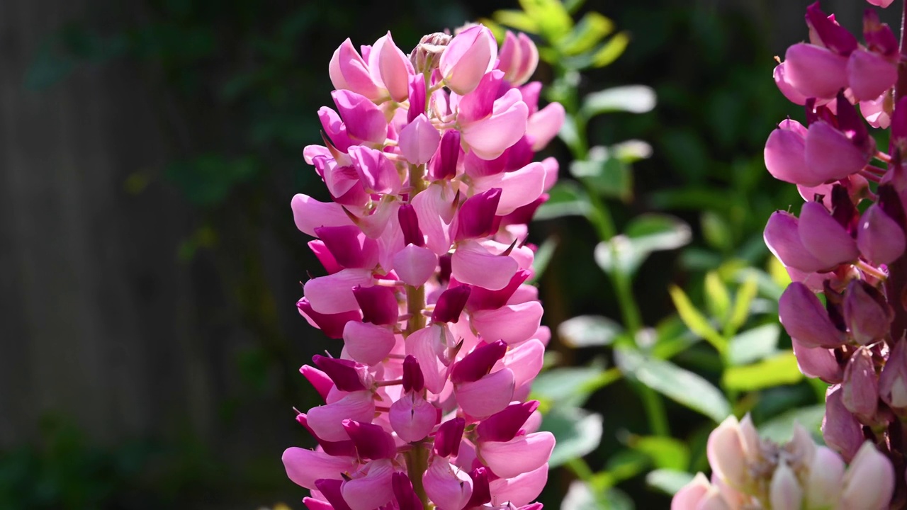 粉红色的羽扇豆花夏天盛开，在花园里阳光明媚。视频素材