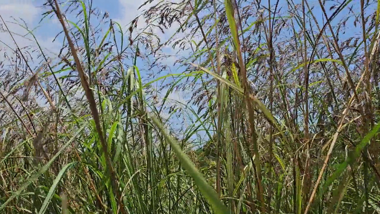 美丽的春天，高大的小草在户外随风摇曳。金芦苇草，莎草，干芦苇，潘帕斯草。蓝天映衬着高大的柳树视频素材