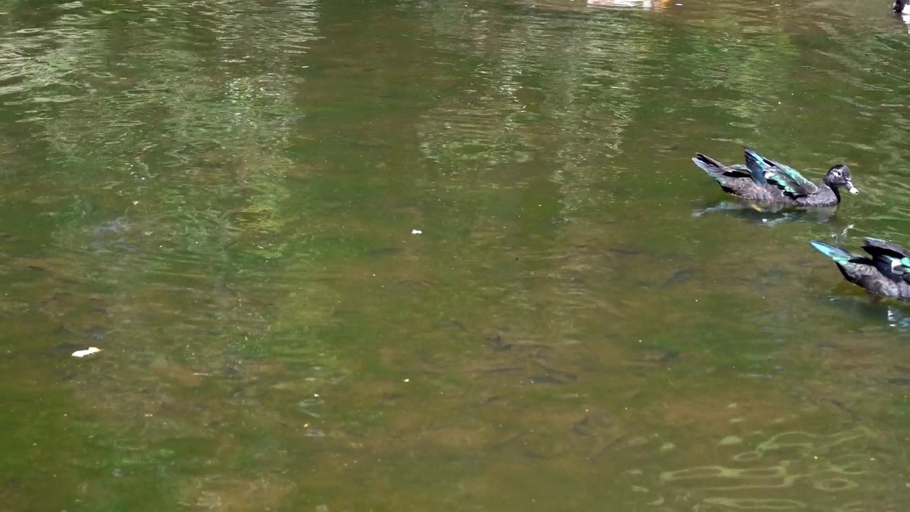 鸭子在一个阳光明媚的日子里在湖里游泳的特写视频视频素材