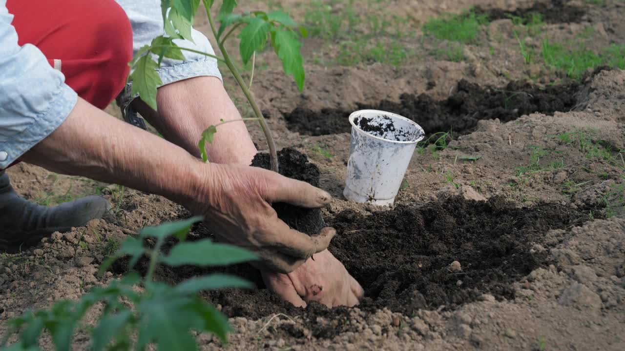 年迈的园丁用有机肥在地里种植辣椒芽视频素材