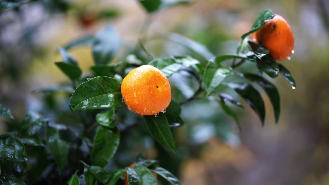 雨点下，花园里绿枝上的橘子视频素材